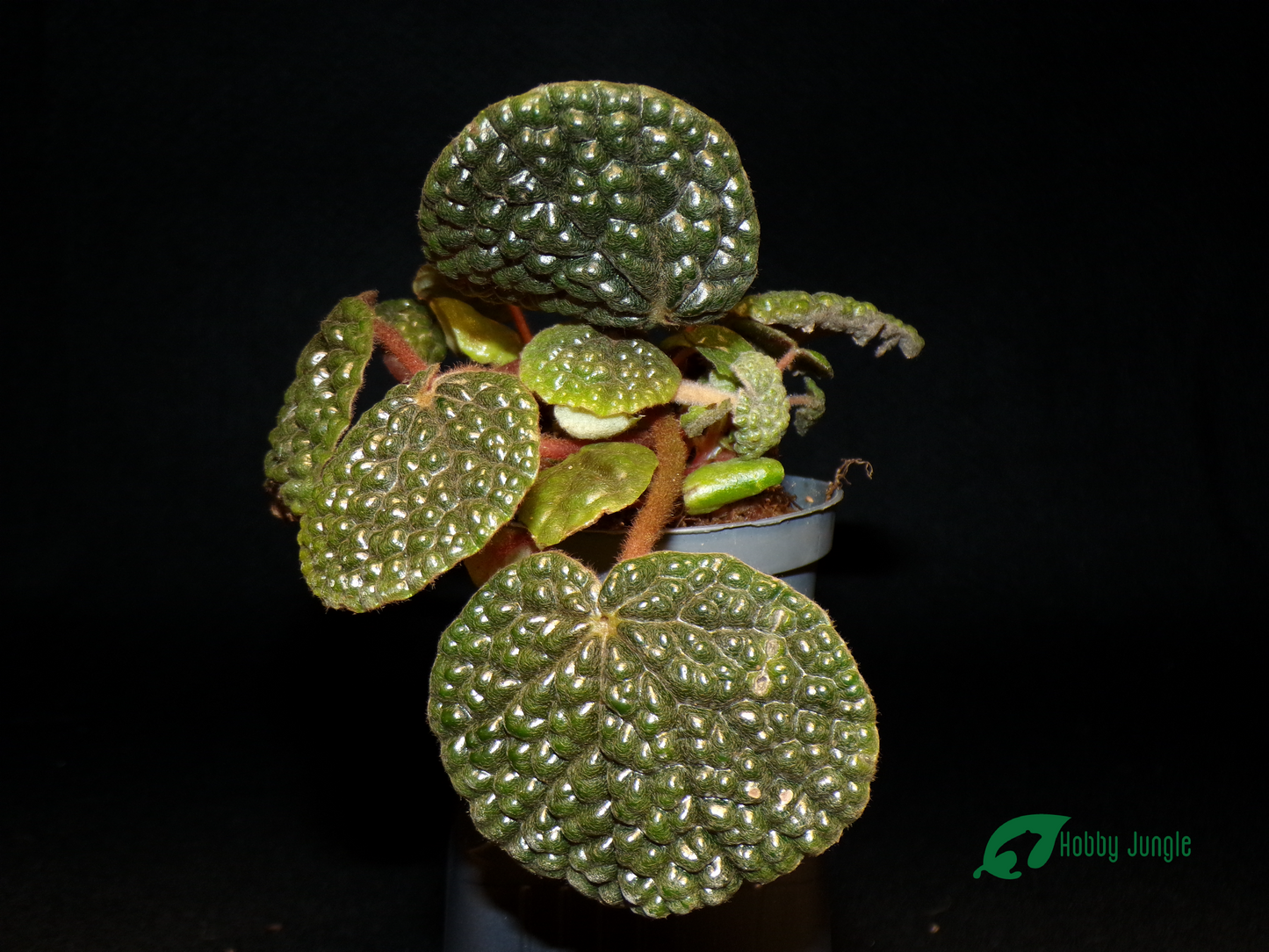 Begonia bullatifolia