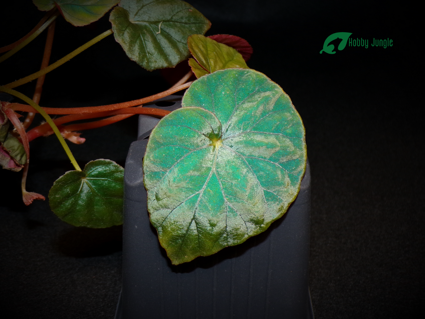 Begonia pavonina ‘Cyan Form’ (RARA)