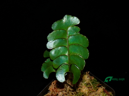 Lindsaea doryphora