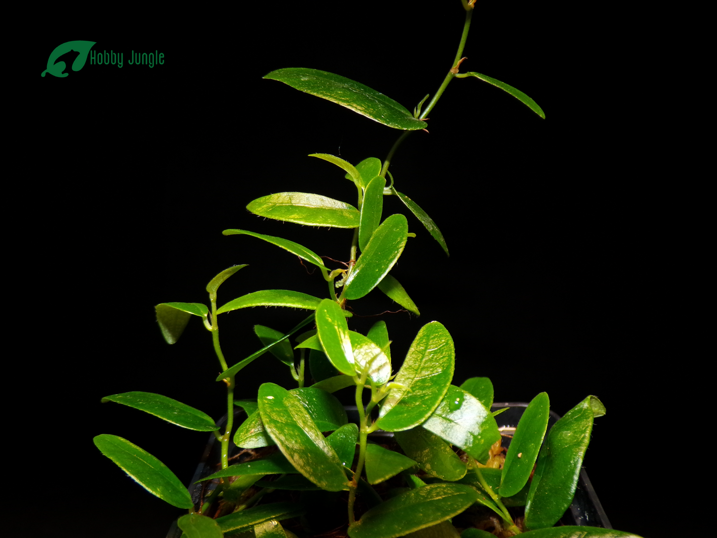 Ficus sp. Panama