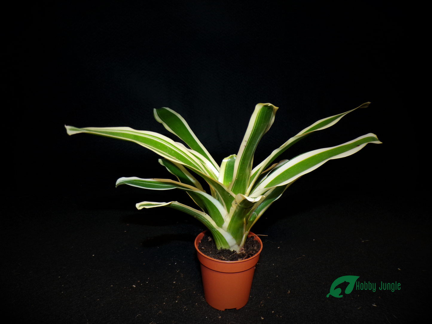 Neoregelia Striped Fireball