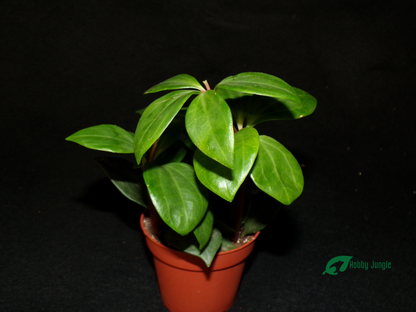 Peperomia pereskiifolia