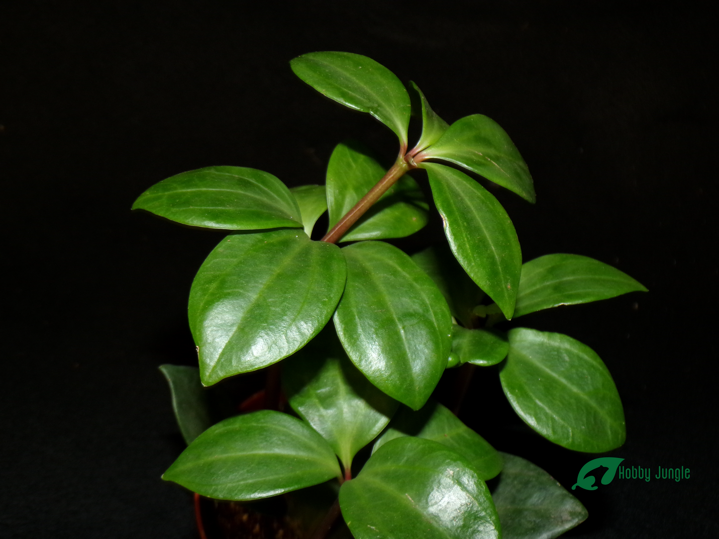 Peperomia pereskiifolia