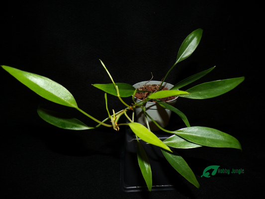 Philodendron sp. "Mini midget"