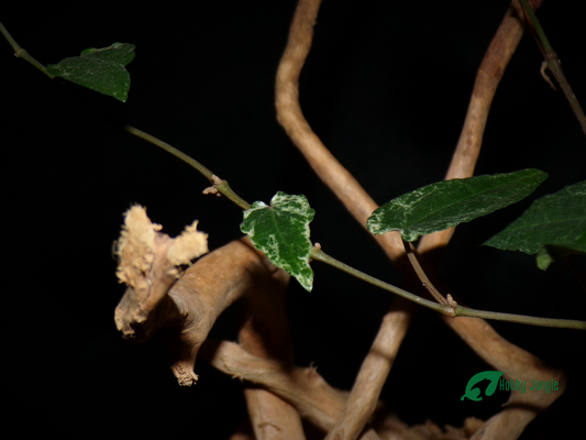 Piper retrofractum 'Variegata' (RARE)