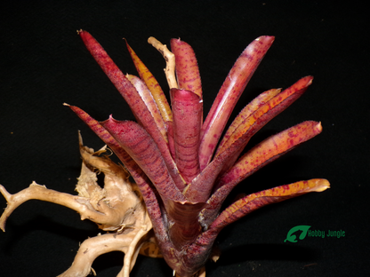 Neoregelia Popoki Dark Form