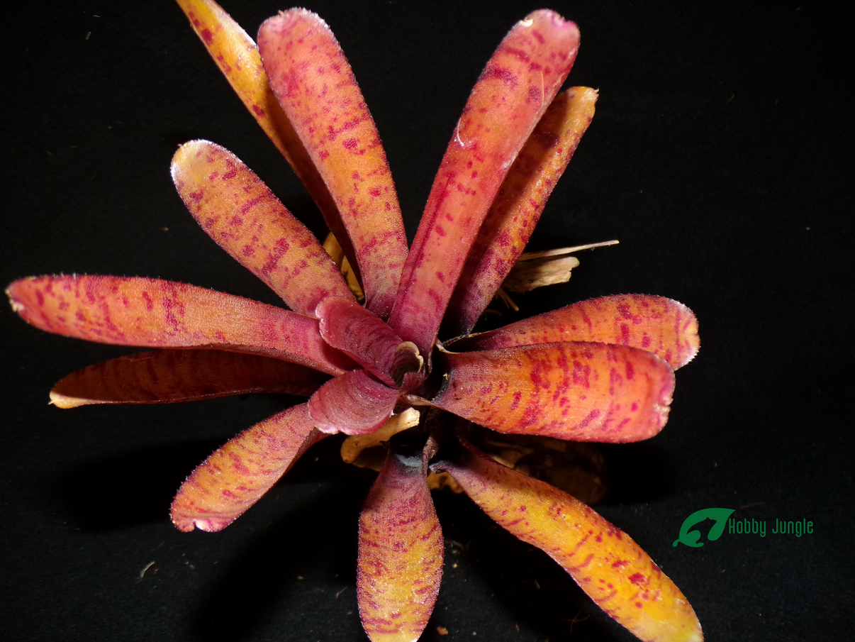 Neoregelia Popoki Dark Form – Hobby Jungle