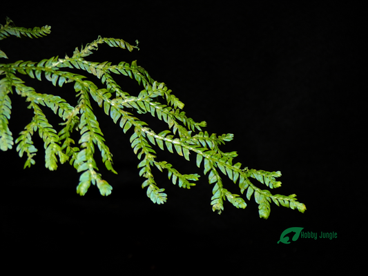 Selaginella siamensis (RARA)