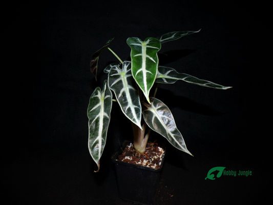 Alocasia × Amazonica 'Child'