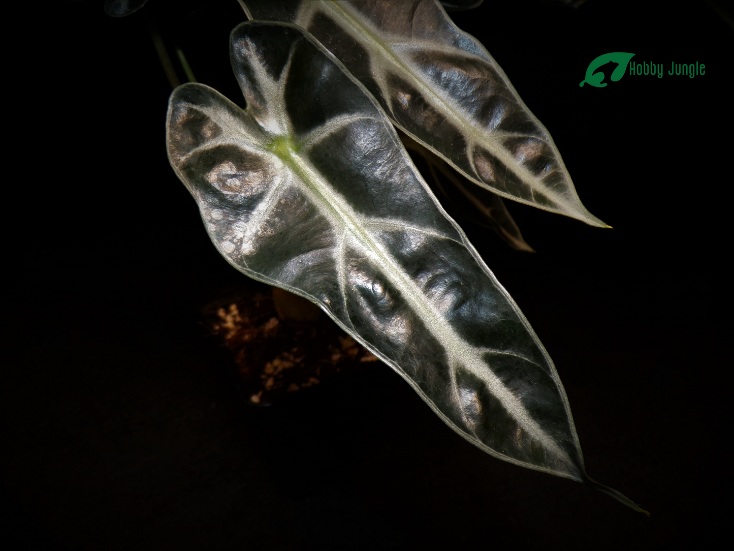 Alocasia × Amazonica "Bambino"