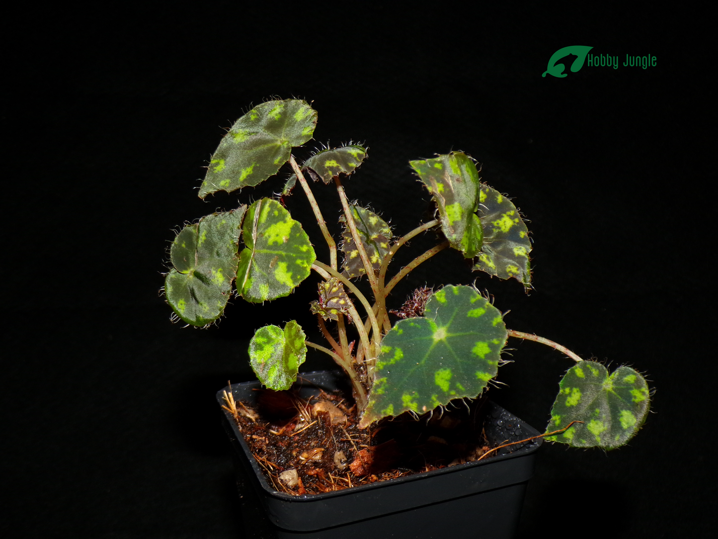 Begonia bowerae "tiger"