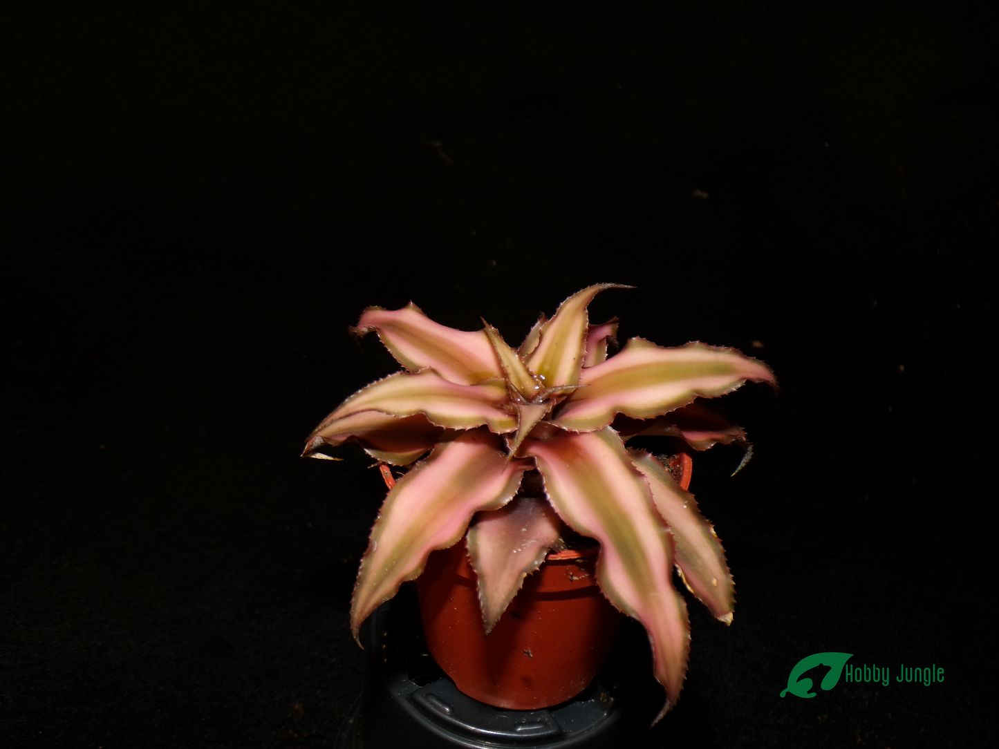 Cryptanthus bivittatus (Earth Star)