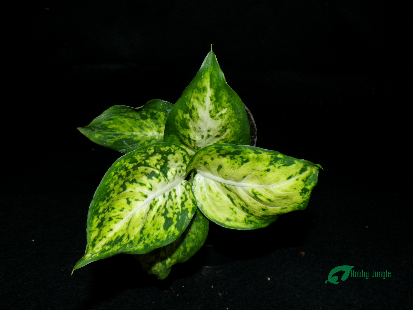 Dieffenbachia maculata