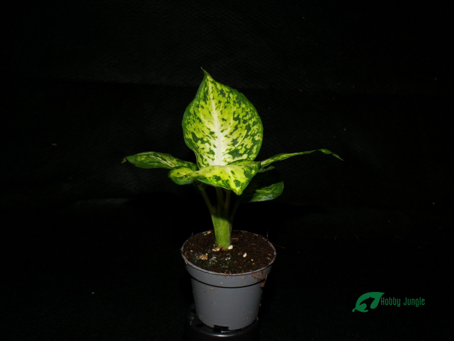 Dieffenbachia maculata