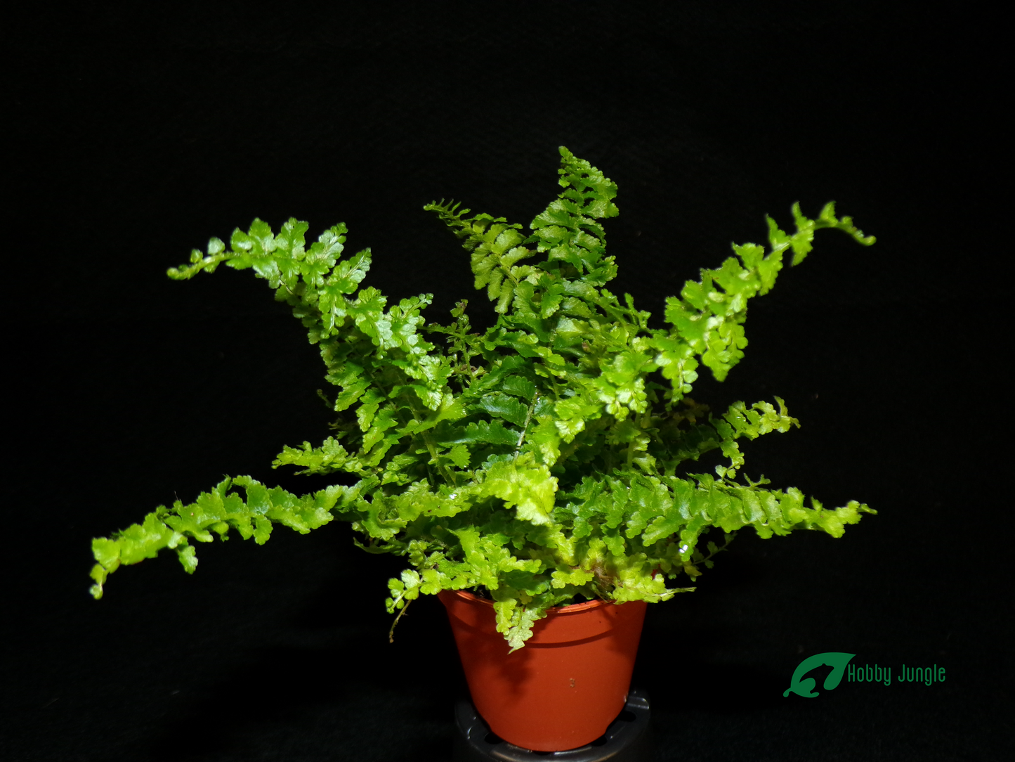 Nephrolepis exaltata "Green Fantasy"