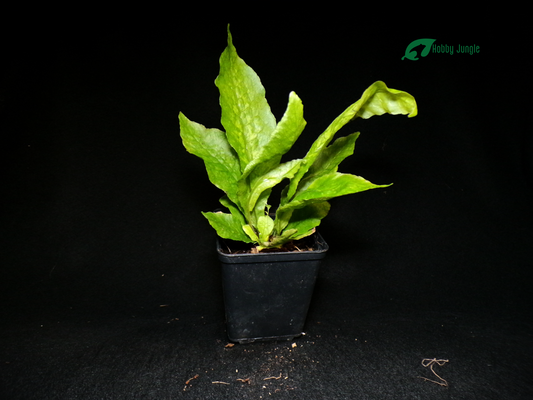 Tectaria hilocarpa (RARE)