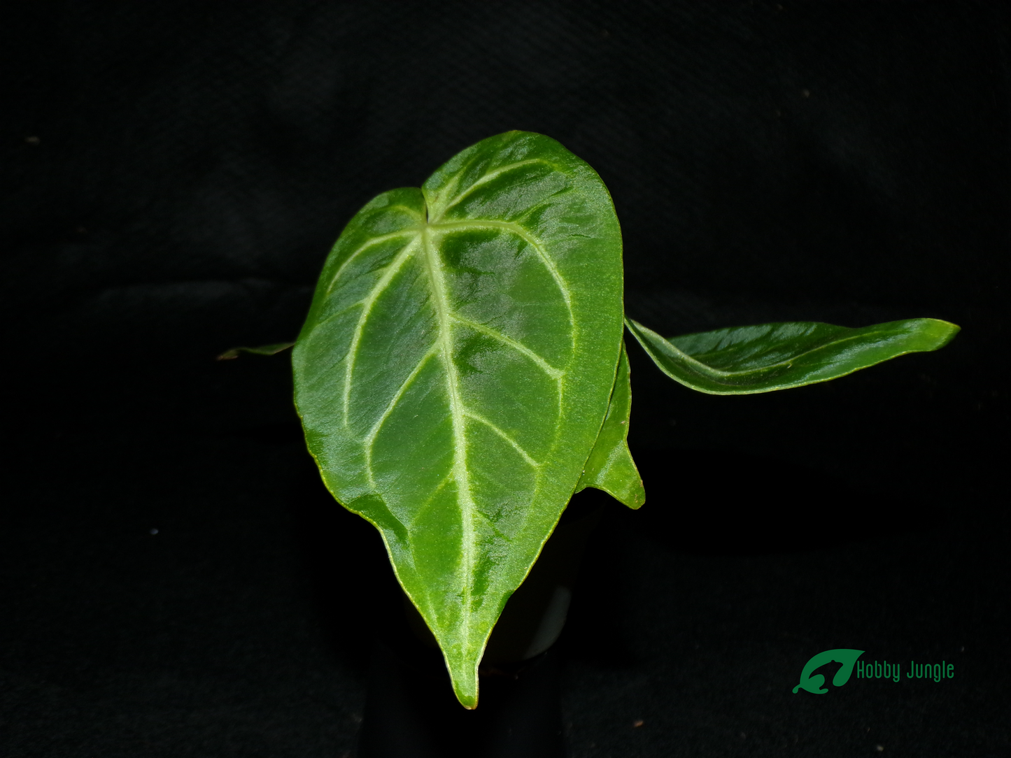 Anthurium magnificum