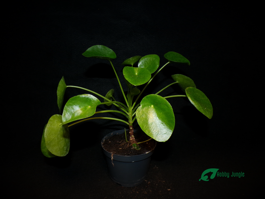 Pilea peperomioides (ufo plant/Chinese money tree)