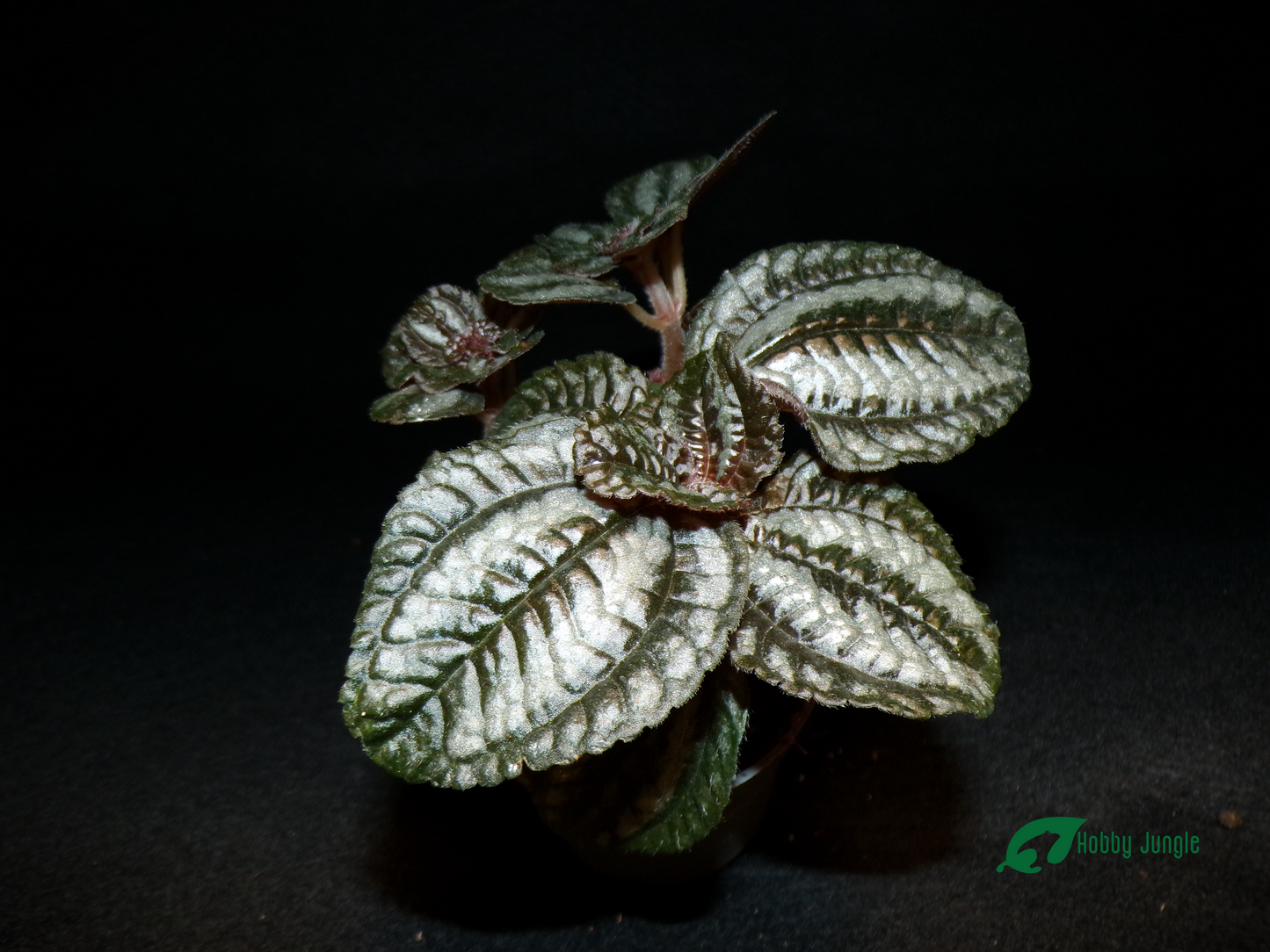 Pilea Norfolk