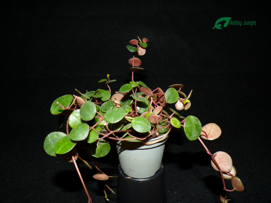 Peperomia "pepperspot"