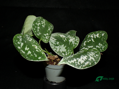 Scindapsus Pictus "Argyraeus" (Silver Pothos)