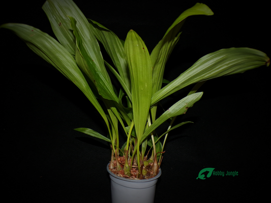 Pleione sp. (Garden orchid) – various colors