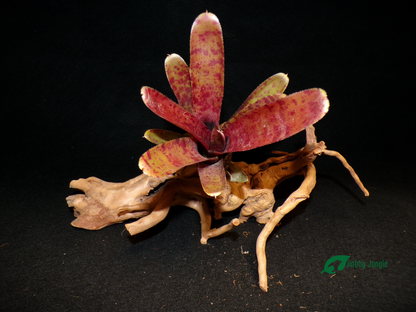 Neoregelia Punctatissima Rubra hybrid