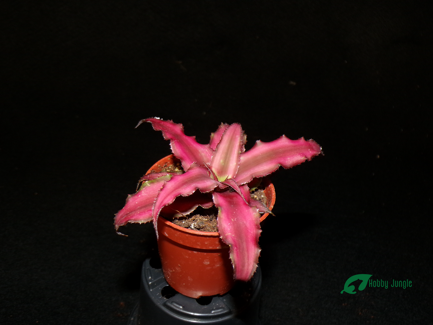 Cryptanthus bivittatus (Earth Star)