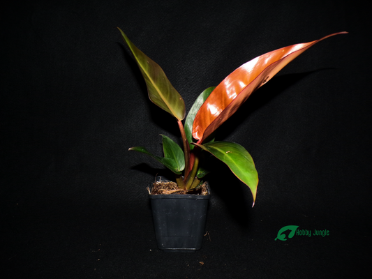 Philodendron "Red Sun"