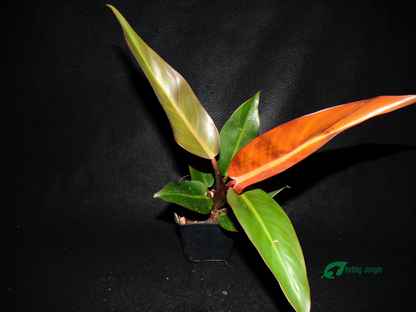 Philodendron "Red Sun"