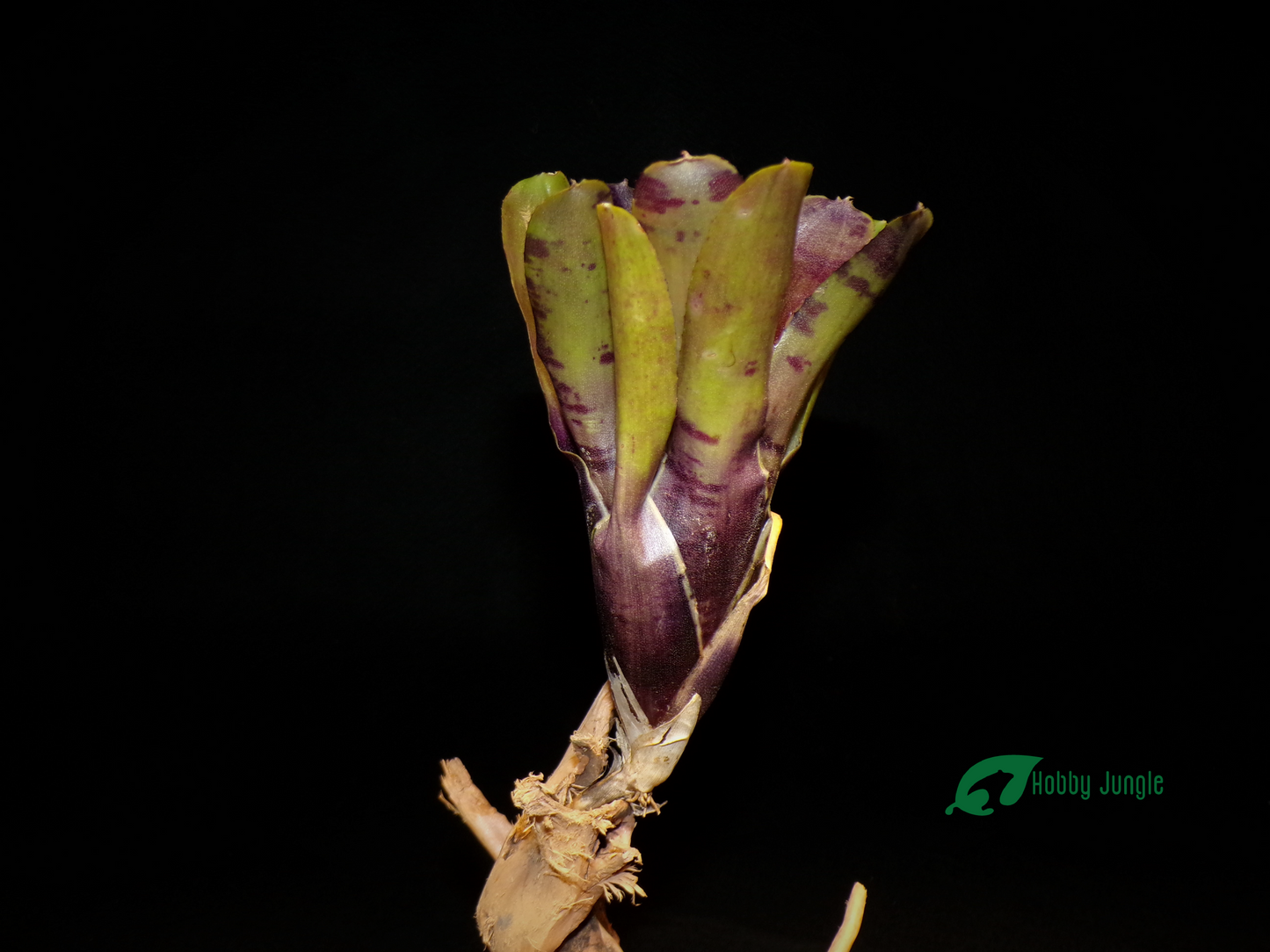 Neoregelia Ritzy Red