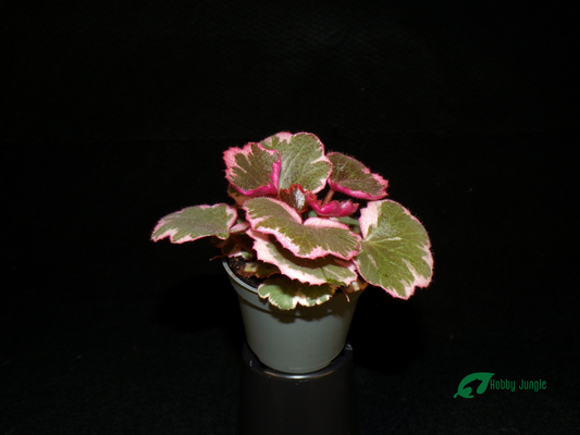 Saxifraga stolonifera "Tricolor"