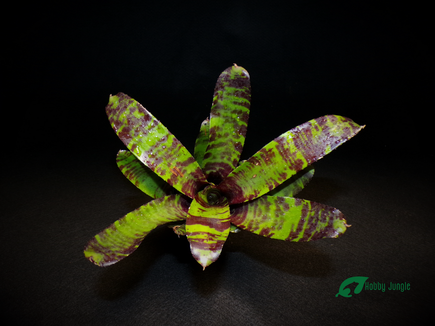 Neoregelia Savoy Truffle