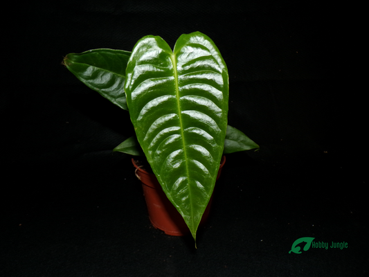 Anthurium veitchii