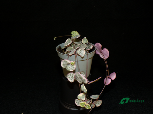 Ceropegia woodii (heart necklace)