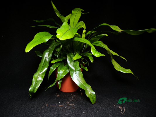 Zealandia pustulata (Syn. Microsorum diversifolium) – Kangaroo fern